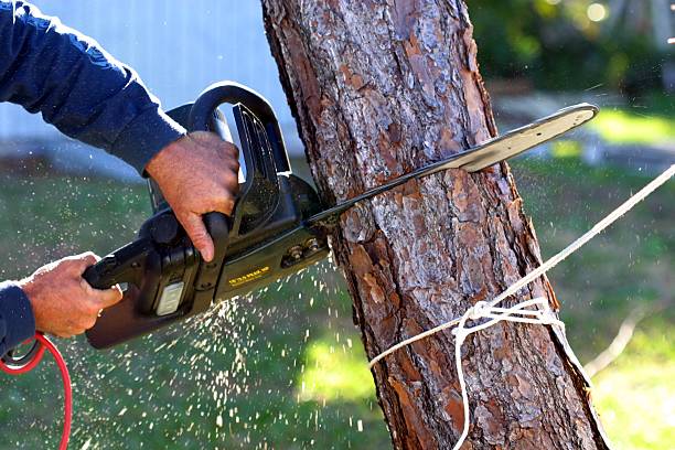 Best Tree Preservation Services  in East Bernard, TX